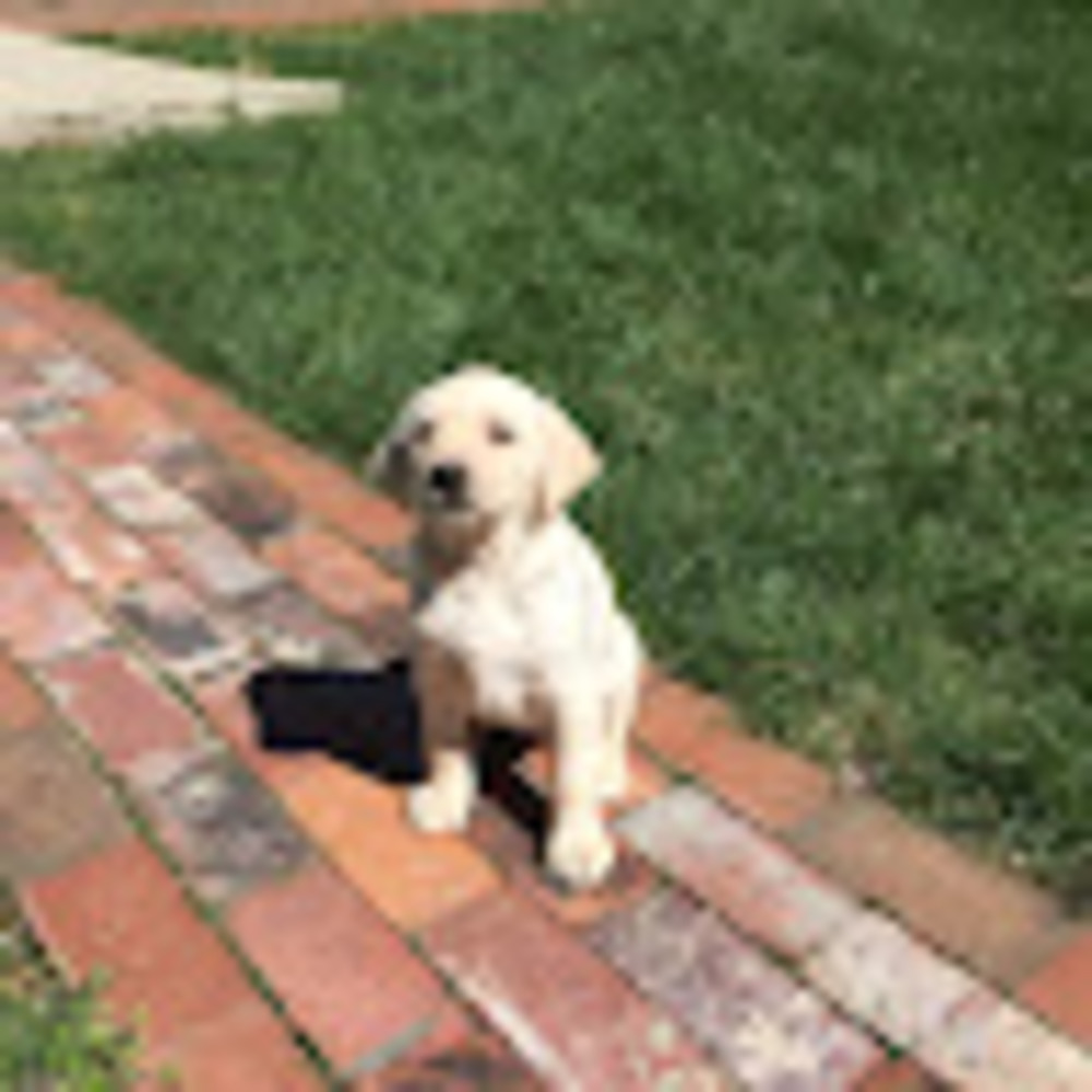 Meet your Posher, Nora